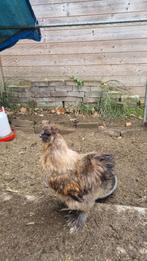 Zijdehoen haan, Dieren en Toebehoren, Vermiste en Gevonden Dieren