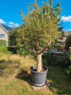 Granaatappel in pot., Ophalen, In pot