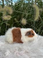 Us teddy zeugje, Dieren en Toebehoren, Knaagdieren, Augustus, Vrouwelijk, Cavia