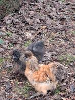 zijdehoen haantjes, Mannelijk, Kip