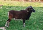 Mooie dekram Soay, Mannelijk, Schaap, 0 tot 2 jaar