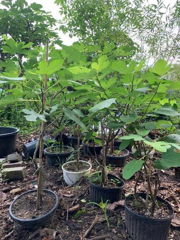 vijgenbomen Ficus carica beschikbaar voor biedingen