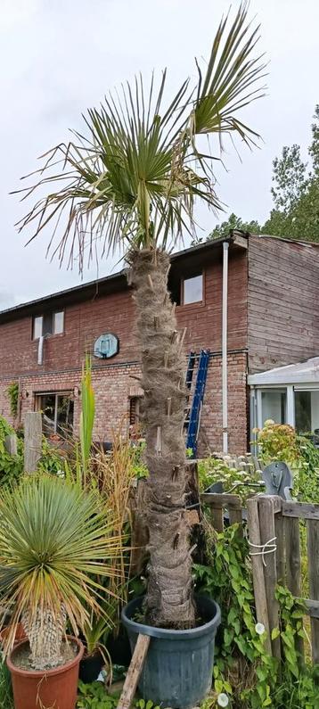 Trachycarpus fortunei  beschikbaar voor biedingen
