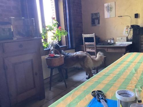 Ballade chien lobbes, Dieren en Toebehoren, Dierenvoeding, Hond, Ophalen