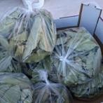 laurier seché, Tuin en Terras, Planten | Tuinplanten, Ophalen