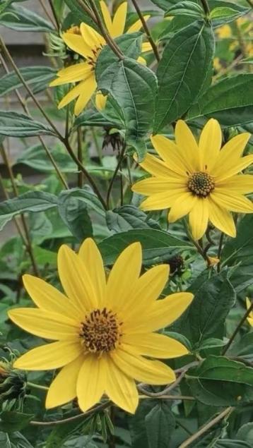 Losse stengels met veel wortel Helianthus atrorubens beschikbaar voor biedingen