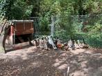 Pluimvee, Dieren en Toebehoren