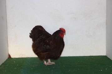 Orpington kriel rood beschikbaar voor biedingen