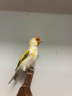 0-1 grote putter ( in nl ), Dieren en Toebehoren, Vrouwelijk, Wildzangvogel, Geringd