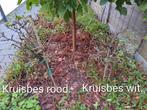 Kruisbes op stam, Tuin en Terras, Ophalen