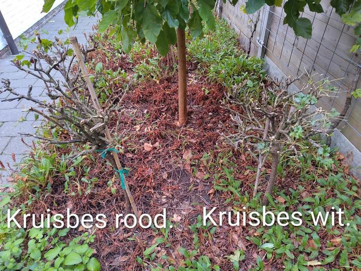 Kruisbes op stam, Tuin en Terras, Planten | Tuinplanten, Ophalen