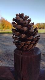 Grote dennenappels natuur kerst, Enlèvement ou Envoi