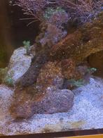 Levende steen zeeaquarium, Dieren en Toebehoren, Vissen | Aquaria en Toebehoren, Ophalen of Verzenden