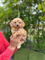 Prachtige cavapoo pups ( cavalier king charles x poedel), Dieren en Toebehoren, België, Overige rassen, CDV (hondenziekte), 8 tot 15 weken