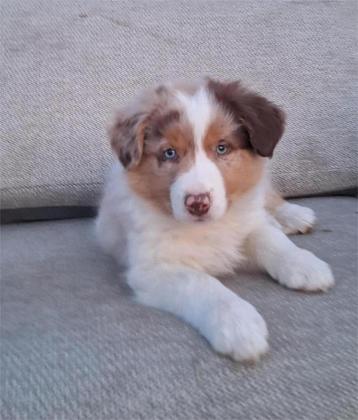 Border collie pups beschikbaar voor biedingen