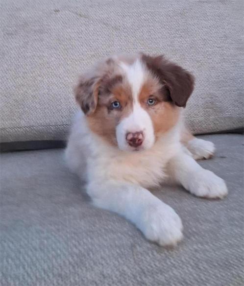 Border collie pups, Dieren en Toebehoren, Honden | Herdershonden en Veedrijvers, Meerdere dieren, Collie, Fokker | Hobbymatig