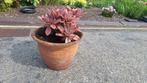 Grote vetplant met pot, Tuin en Terras, Ophalen