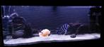 Juwel aquarium  220 liter (120 cm), Dieren en Toebehoren, Ophalen, Gebruikt, Leeg aquarium
