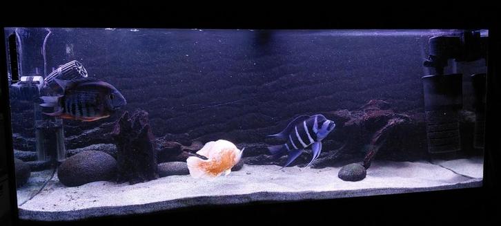 Juwel aquarium  220 liter (120 cm), Dieren en Toebehoren, Vissen | Aquaria en Toebehoren, Gebruikt, Leeg aquarium, Ophalen