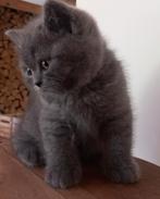 Brits korthaar kitten, 0 tot 2 jaar, Gechipt, Poes