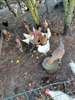 kippen, Dieren en Toebehoren