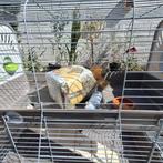 Bijna nieuwe knaagdierkooi (gekocht op 3 september), Dieren en Toebehoren, Ophalen, Kooi, Zo goed als nieuw, 90 cm of meer