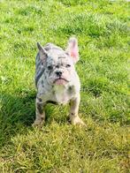 Super speelse Belgische Franse bulldog pupjes te koop, CDV (hondenziekte), Meerdere, Bulldog, 8 tot 15 weken