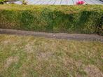 Buxushaag 4,60mx0,7m + buxusbollen diam 70cm., Ophalen