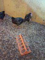 mechelse koekoek haantjes, Dieren en Toebehoren, Mannelijk, Kip