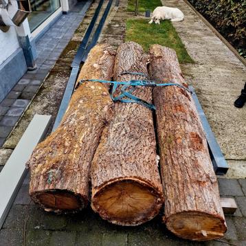 3 eiken boomstammen beschikbaar voor biedingen