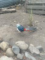 Fazanten, Dieren en Toebehoren, Pluimvee
