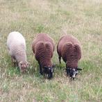 twee ooilammeren en een ramlam, Animaux & Accessoires, Moutons, Chèvres & Cochons