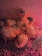 Kalkoen kuikens, Dieren en Toebehoren, Kalkoen