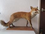 Taxidermie grote opgezette vos, Verzamelen, Dierenverzamelingen, Ophalen