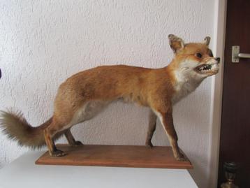 Taxidermie grote opgezette vos beschikbaar voor biedingen