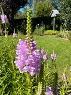 Scharnierbloem, vaste plant., Tuin en Terras, Bloembollen en Zaden, Ophalen