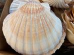 Sint Jacobsschelpe, Verzamelen, Mineralen en Fossielen, Ophalen