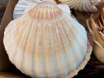 Sint Jacobsschelpe beschikbaar voor biedingen