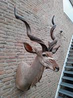 Grote opgezette kop kudu taxidermie schedel gewei afrika, Ophalen, Wild dier, Gewei of Kop