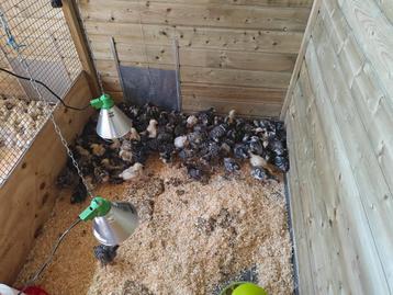 Mechelse koekoek kuikens  beschikbaar voor biedingen