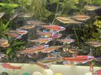 Notropis chrosomus, rainbowshiners of regenboogelritsen, Dieren en Toebehoren, Vissen | Vijvervissen