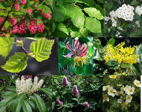 Arbustes - Récapitulatif, Jardin & Terrasse, Plantes | Arbustes & Haies, Enlèvement