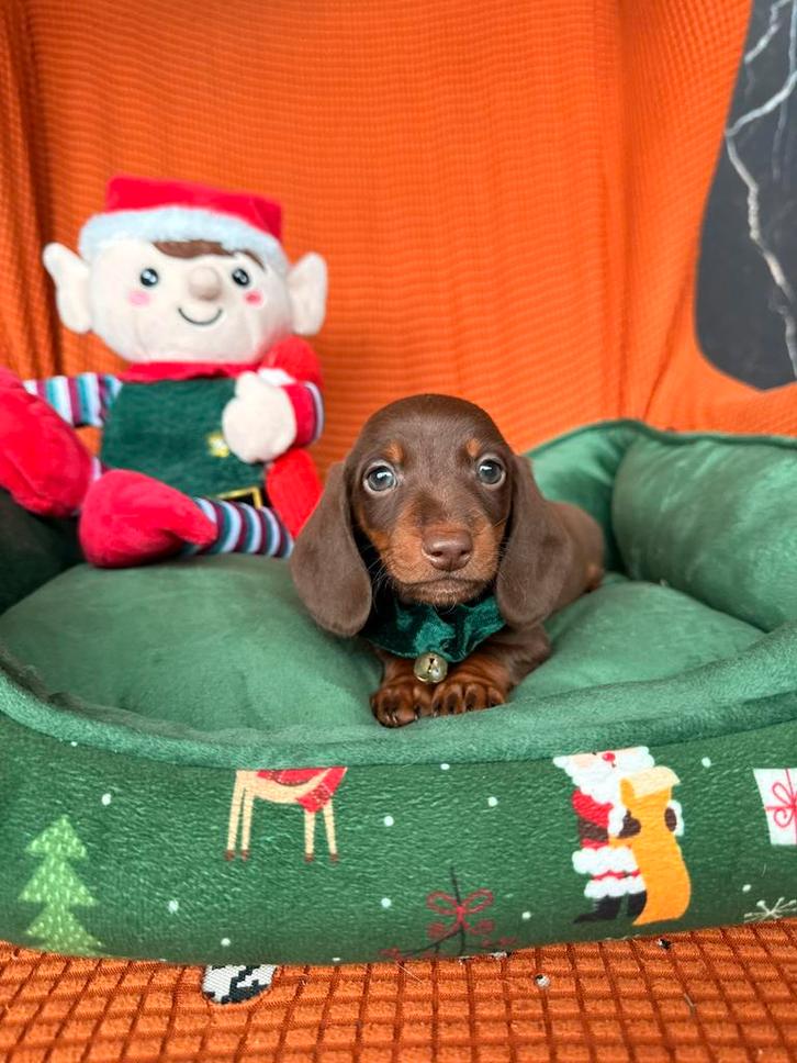 Teckel reutje, Dieren en Toebehoren, Honden | Teckels en Dashonden, Teef, Korthaar, Dwerg, Fokker | Professioneel, Eén hond, België