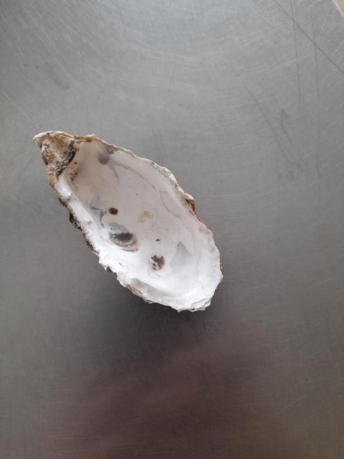 Gereinigde en ontsmette Oesterschelpen, Tuin en Terras, Vijver-toebehoren, Ophalen