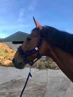 Wandel - / recreatiepaard te koop, Dieren en Toebehoren, Paarden, Gechipt, Ruin, 11 jaar of ouder, Recreatiepaard