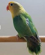 Agapornis Ficheri couple - arret de cet 'espèce, Plusieurs animaux, Perroquet nain ou Inséparable, Bagué