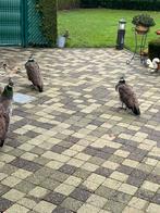 Pauwen van dit jaar, Dieren en Toebehoren, Pluimvee