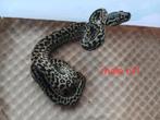 2.0 Morelia spilota cheynei Ocelot Zebra nk25, Dieren en Toebehoren, Slang, 0 tot 2 jaar