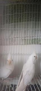 Koppel valkparkieten