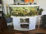 Aquarium 400L avec accessoires et avec poissons a vendre